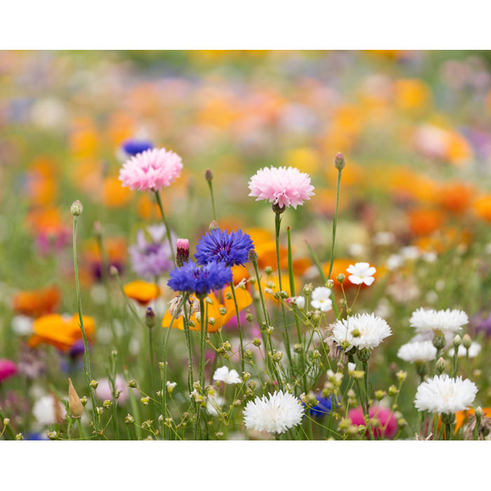 ASIDI - A4 wildflower seed paper sheet