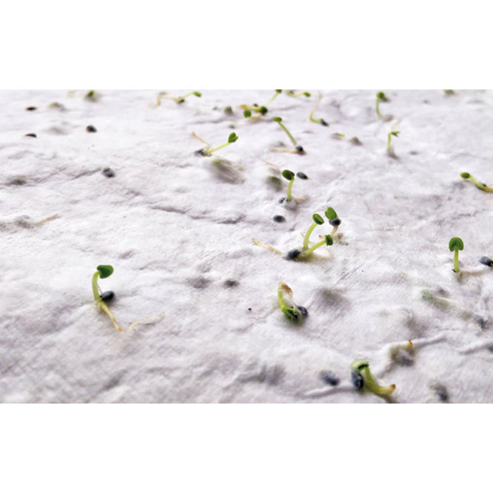 ASIDA - Wildflower seed business card.