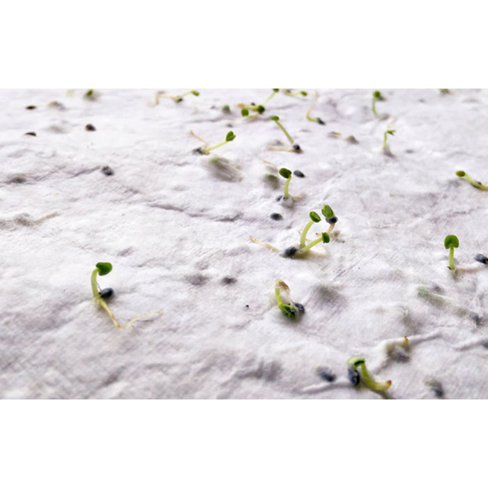ASIDE - A5 wildflower seed paper sheet